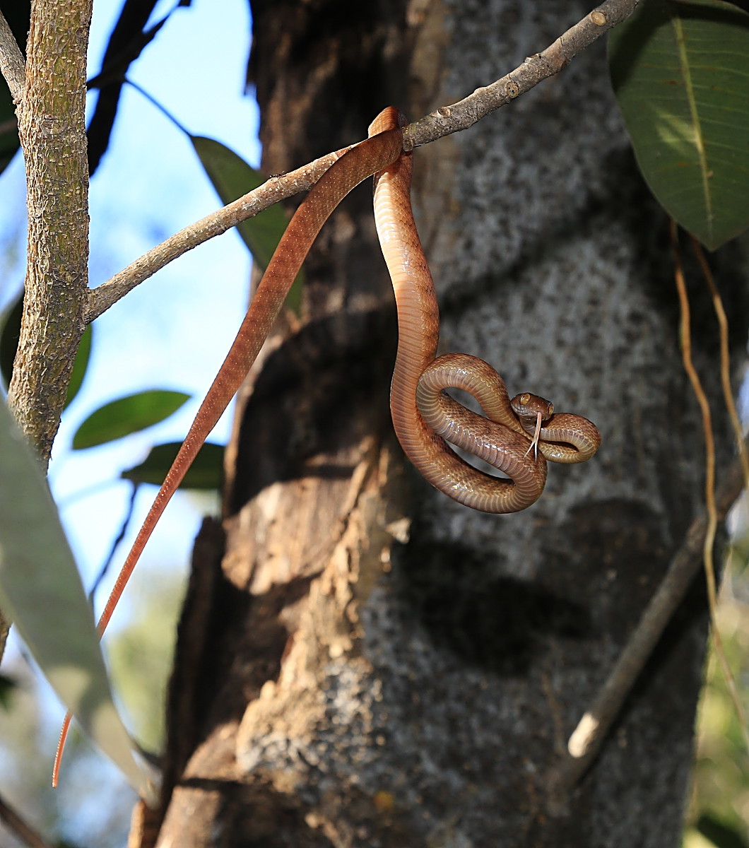 tyto tony Brown Tree Snake flexes muscles in fig tree