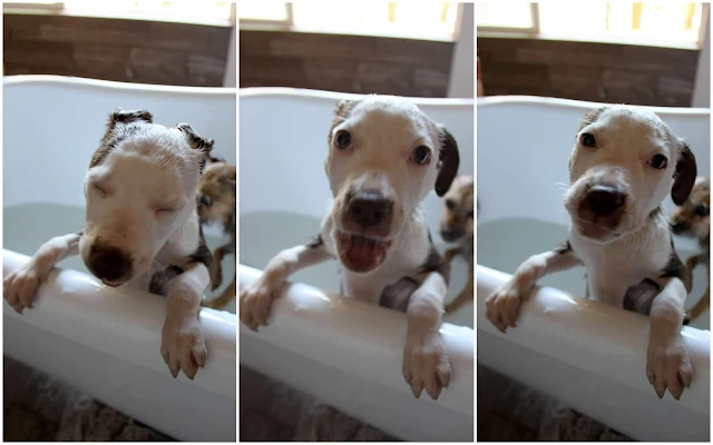 puppy taking a bath
