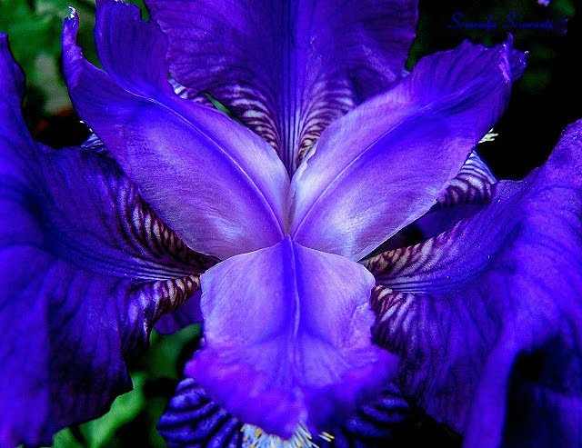 Iris blu