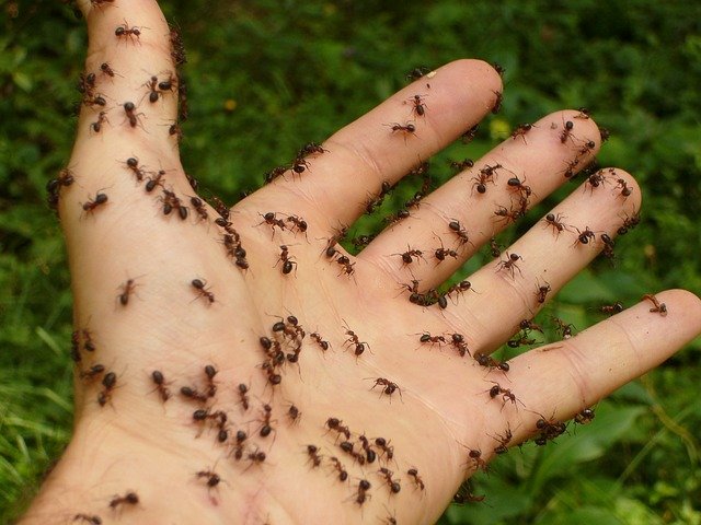 Tips Mengatasi Semut Dari Bahan Alami