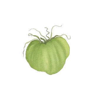 watercolor, watercolor tomato, green tomato, Anne Butera, My Giant Strawberry