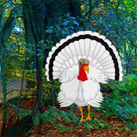white-turkey-forest-escape.jpg