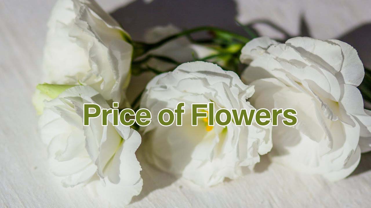 The Price of Flowers Review