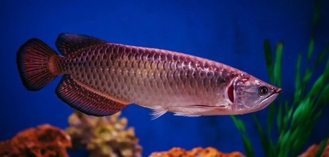 Ikan Predator Air Tawar Langka Arwana