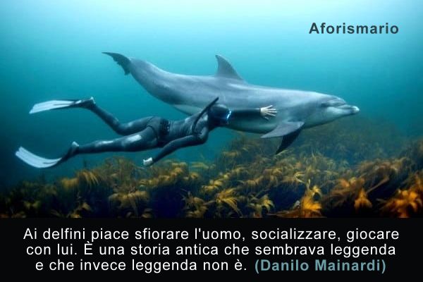 Aforismario Aforismi Frasi E Proverbi Sui Delfini