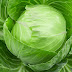 A Cabbage Life