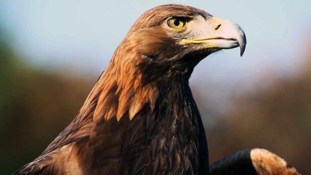 Golden eagle (Aquila chrysaetos) speed, size & eagle facts