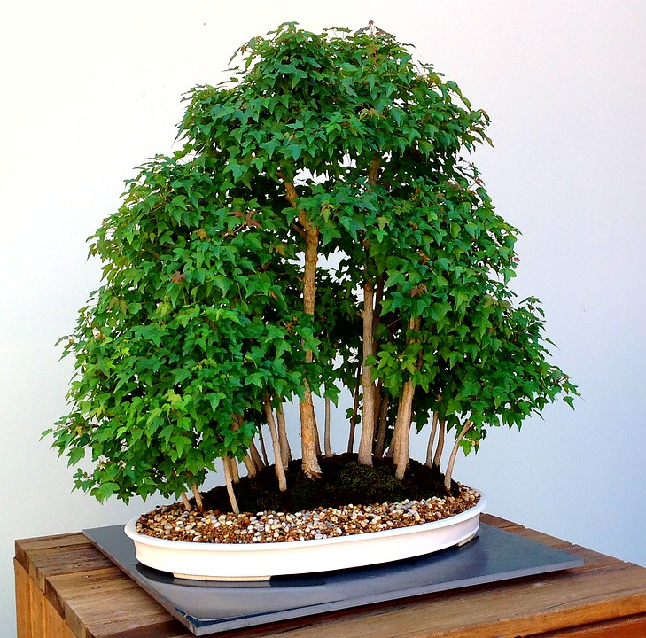 Lifespan of a Bonsai Tree and Shaping your Bonsai