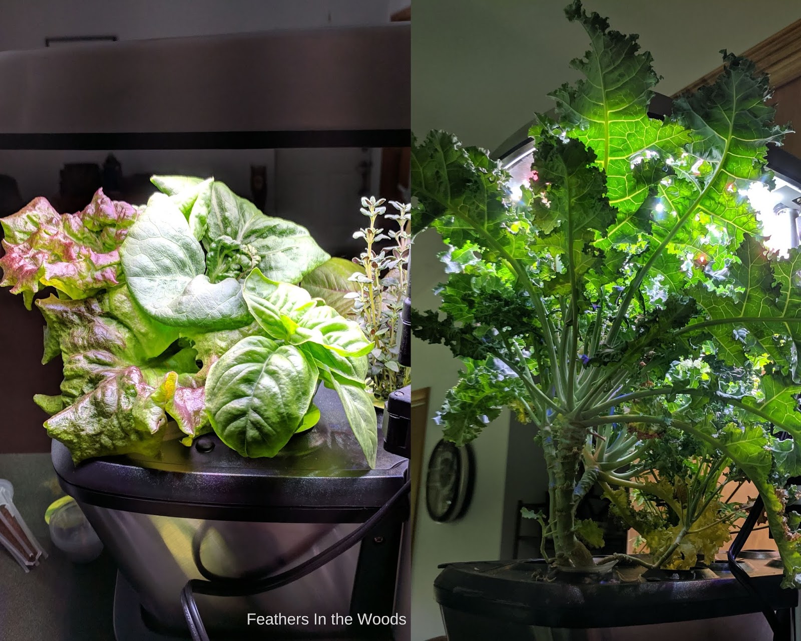 Hydroponic gardening for beginners Feathers in the woods