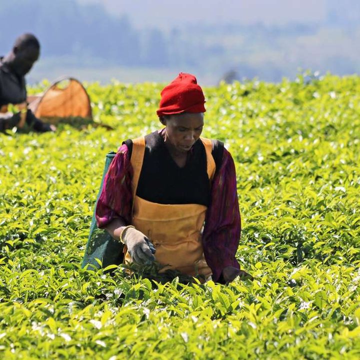 Unilever sale saga stirs Kenya tea sector ghosts Breaking Kenya News