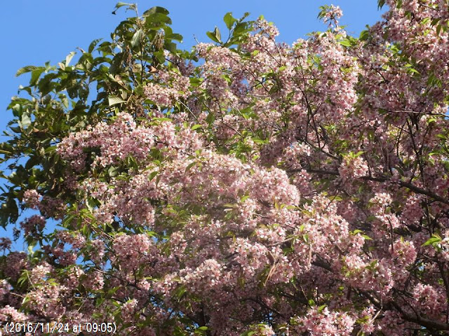 写真１９　カトマンズ大学構内の満開のヒマラヤ桜