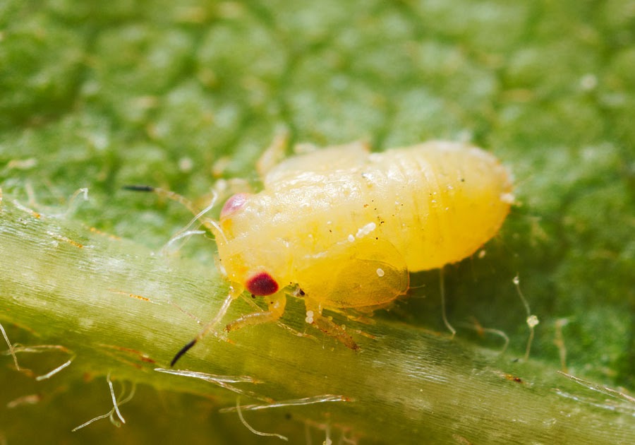 明石・神戸の虫 ときどきプランクトン2 ヒゲクロキジラミ・幼虫と成虫