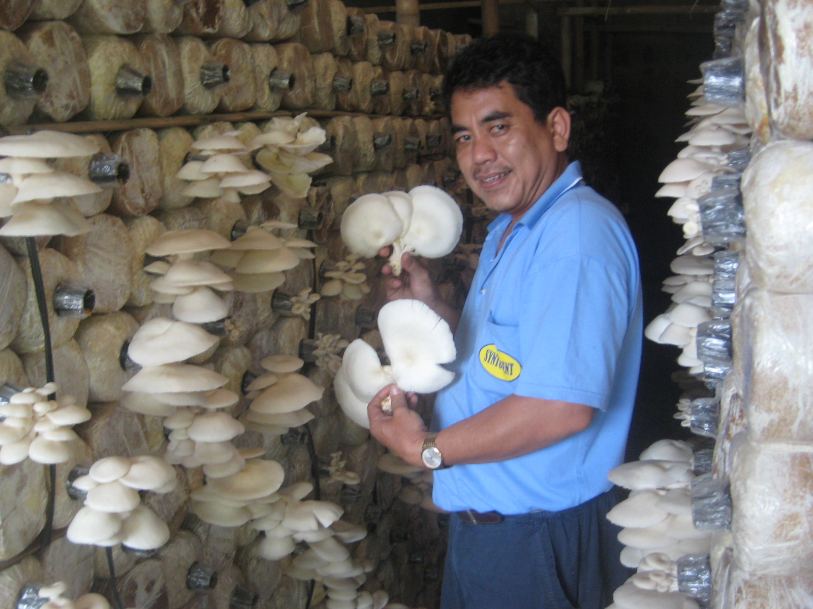 Budidaya Jamur Tiram: Bagaimana memulai usaha Jamur