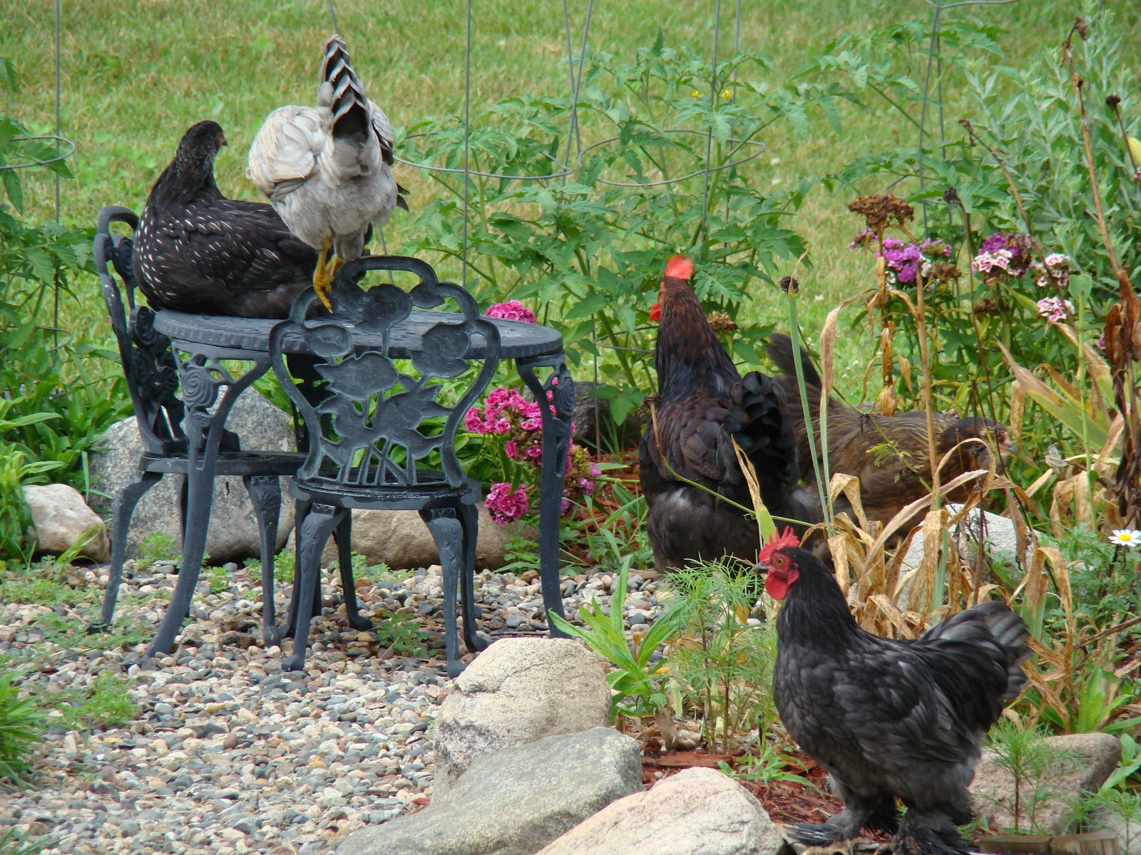 Jardin Des Poulets Chickens and Gardens