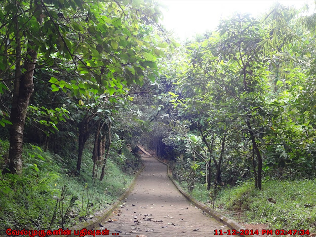 Thusharagiri Falls Trail