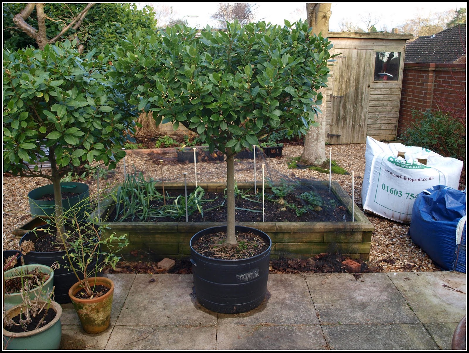 Mark's Veg Plot Starting some new Bay trees