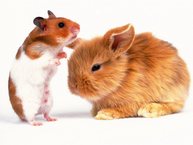 Hamster and rabbit