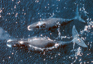 Grönland balinası (Balaena mysticetus)