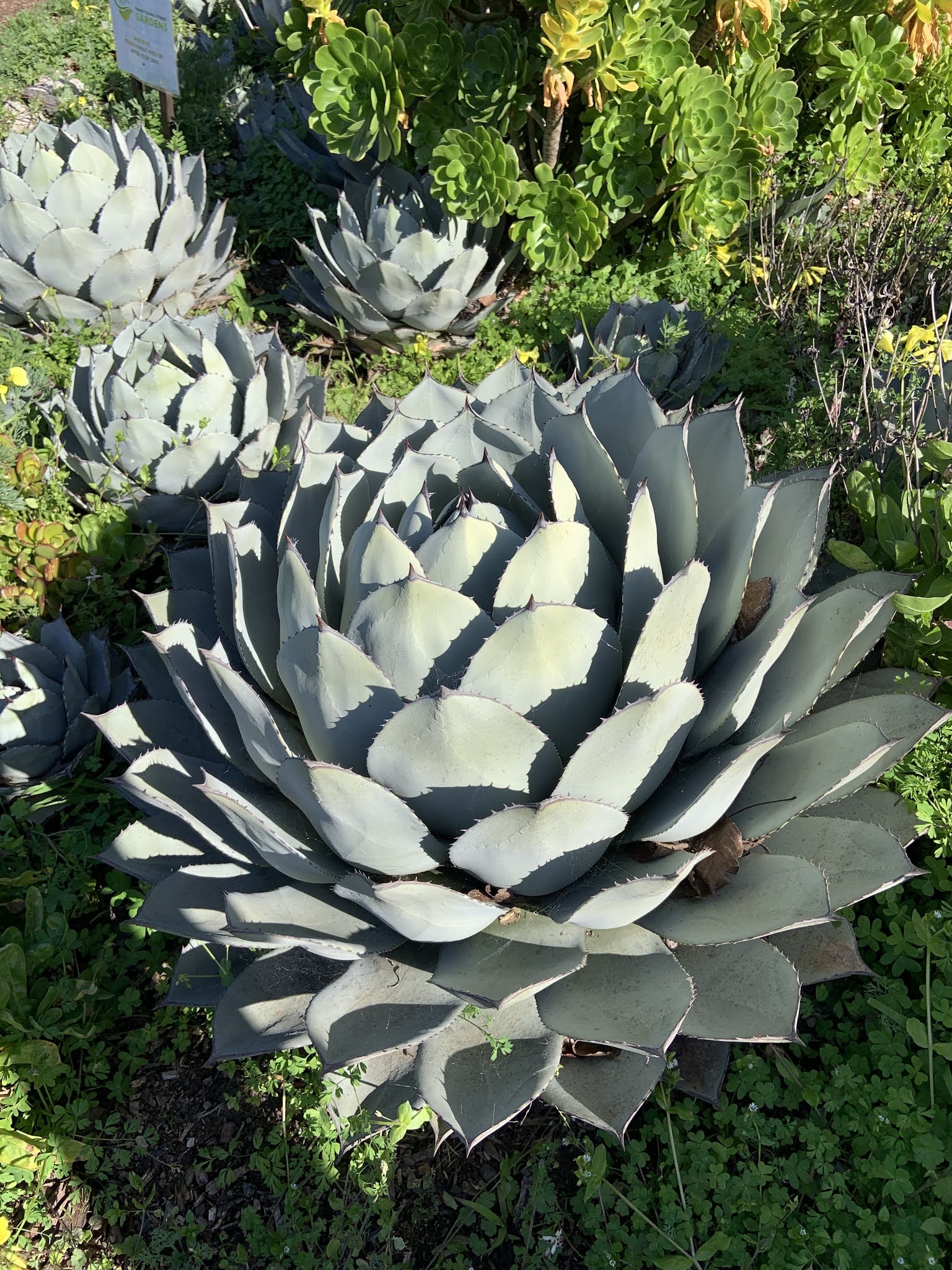 アガベ Agave parryi truncata 'Jackpot' AGAVE PARRYI TRUNCATA JACKPOT | カトーエンゲー東京