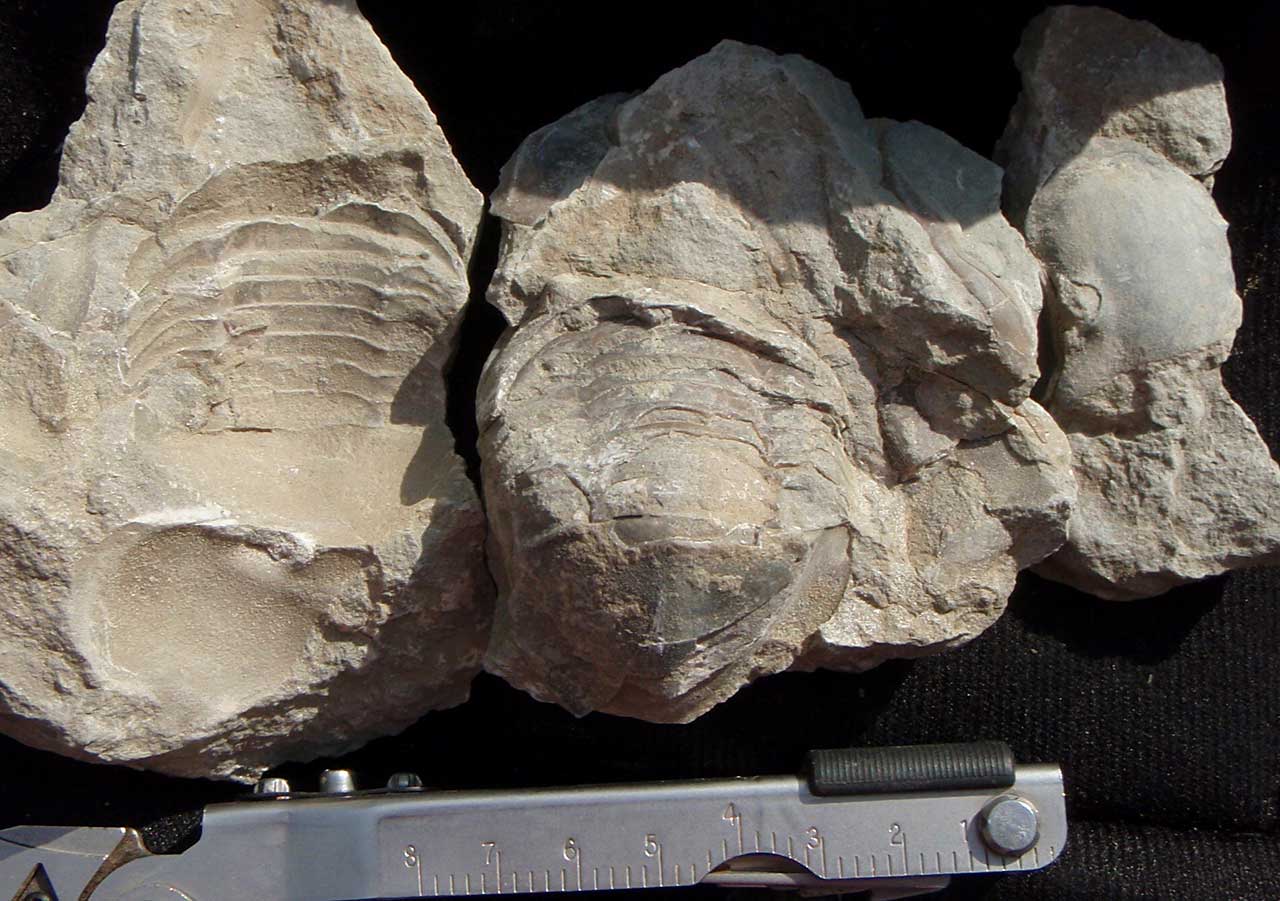 Louisville Fossils and Beyond Isotelus gigas Trilobite Fossil