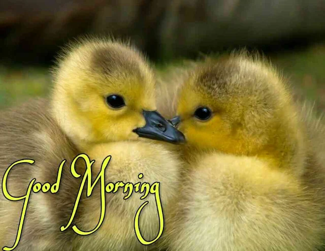 Good morning bird image of baby ducks