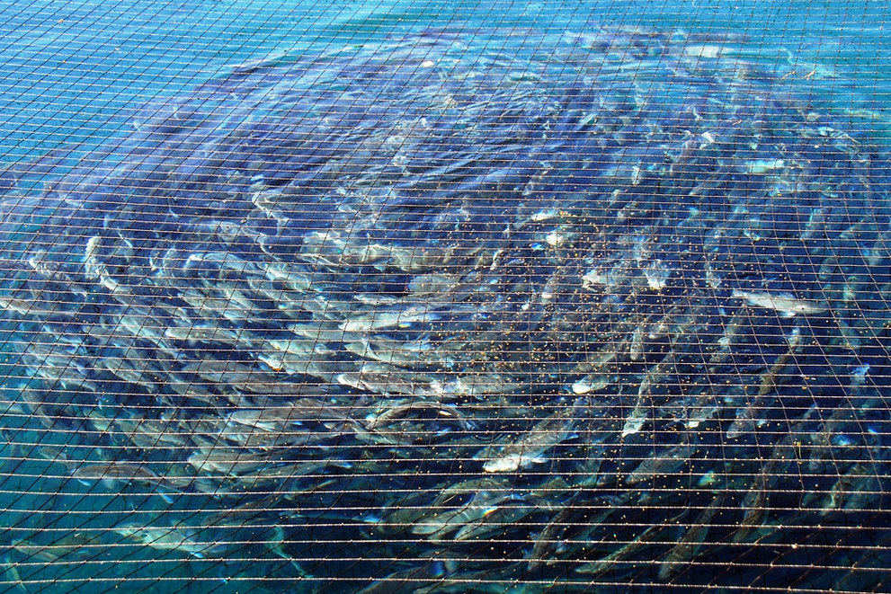 Lebanese Aquaculture Sea bass Fish Farm on the Adriatic coastline.