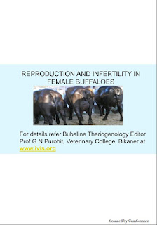 Reproduction and Infertility in Female Buffaloes