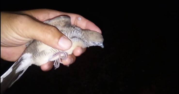 44 Arti Mimpi Menangkap Burung Dengan Tangan Sendiri Pertanda Akan Berhasil Dalam Usaha Primbon88 44 Arti Mimpi Menangkap Burung Dengan Tangan Sendiri Pertanda Akan Berhasil Dalam Usaha Primbon88