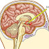 Endocrinologie Cluj