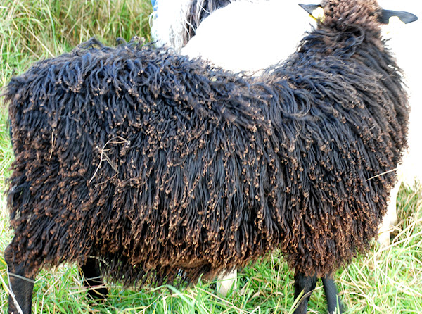 rya sheep, about rya sheep, rya sheep appearance, rya sheep breed, rya sheep breed info, rya sheep breed facts, rya sheep care, caring rya sheep, rya sheep color, rya sheep characteristics, rya sheep color varieties, rya sheep ewes, rya sheep facts, rya sheep for wool, rya sheep history, rya sheep horns, rya sheep info, rya sheep images, rya sheep lambs, rya sheep lambing, rya sheep meat, rya sheep origin, rya sheep photos, rya sheep pictures, rya sheep rarity, raising rya sheep, rya sheep rearing, rya sheep size, rya sheep temperament, rya sheep tame, rya sheep uses, rya sheep varieties, rya sheep weight