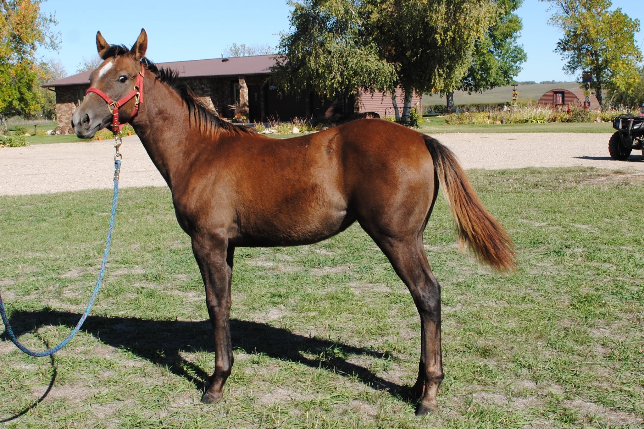 RPony Registered Quarter Horses at Spring Lake Ranch 2021 Foals