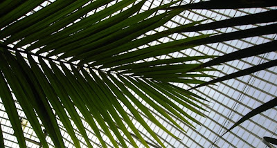 Palm fronds against the roof of the greenhouse