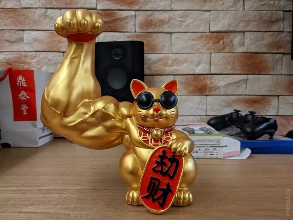 Кот с бицухой