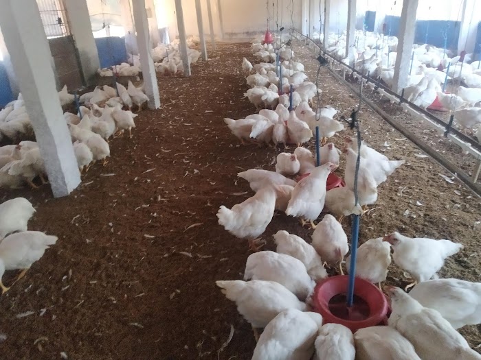 LITTER MANAGEMENT IN THE DEEP LITTER POULTRY FARM