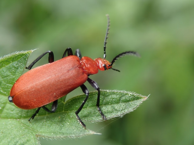 Pyrochroa serraticornis Pyrochroa serraticornis