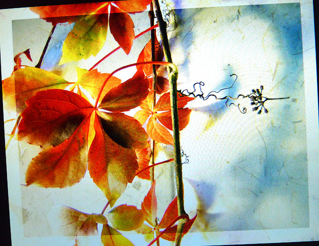 Leaves of November, by Ana Fernández