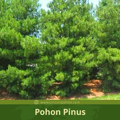 Ciri Ciri Pohon Pinus