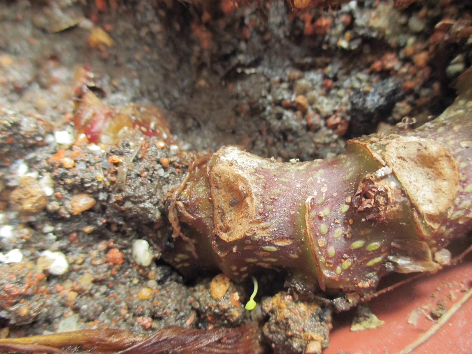 Garden Chronicles of James David Propagating Rhizome Begonias