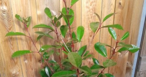 Photinia Op Stam Bestellen Red Robin
