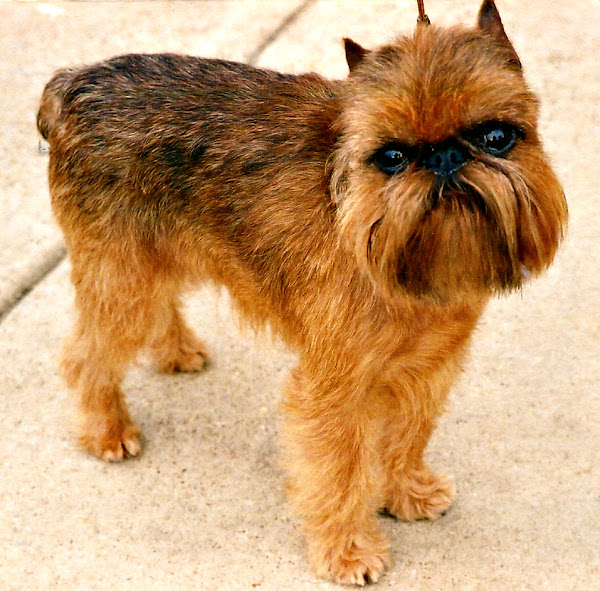 Griffin Smooth Haired Griffon Coated Griffon Bruxellois