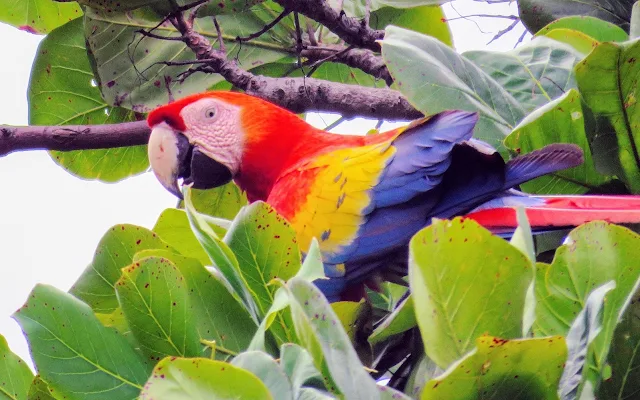 Costa Rica Birds: Scarlet Macaw