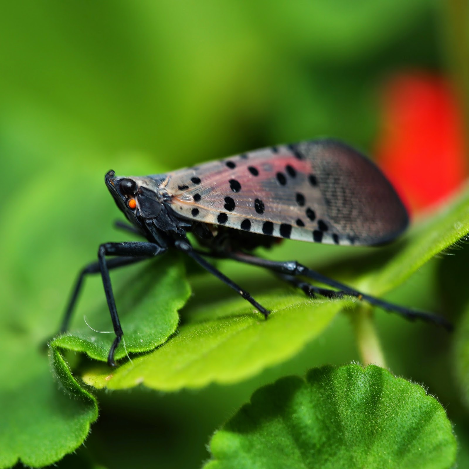 Walter Ulreich in Seoul Lantern Fly Lycorma delicatula, Fulgoridae