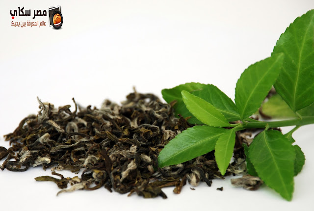 الشاي وأهم فوائدة وأضراره Benefits of Tea