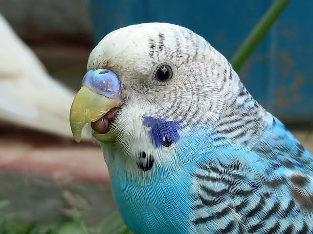 HD Blue Budgie Images