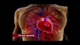 Video Media Ipa Sistem Peredaran Darah Manusia