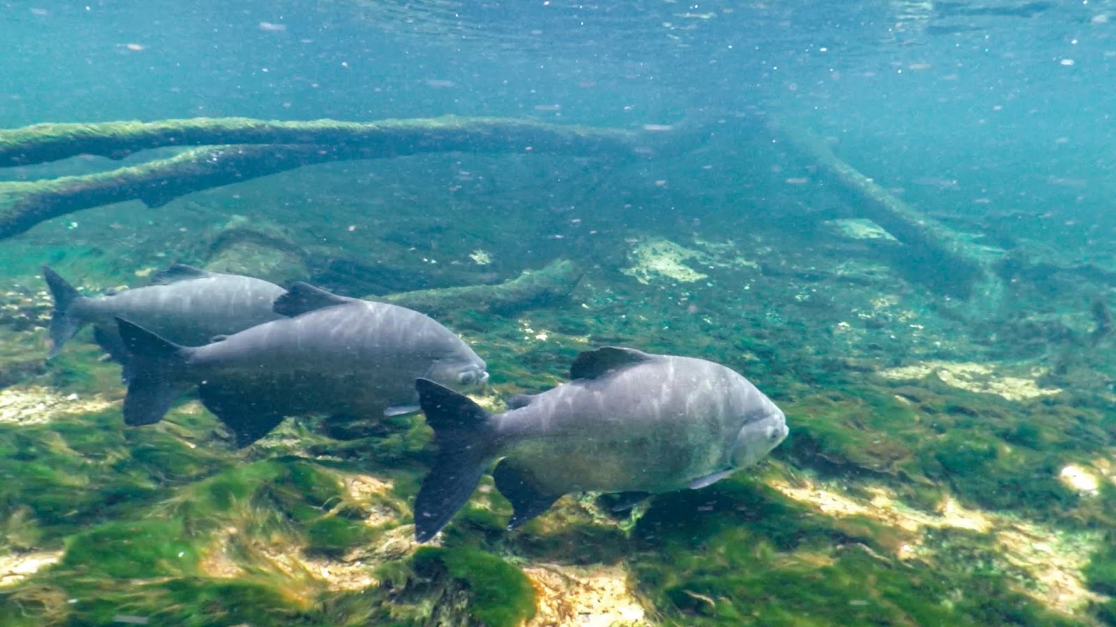 Guide to Florida's Freshwater Springs