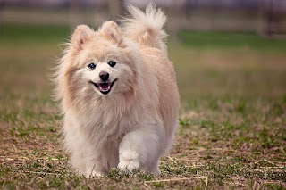 Best Foreign Dog Breed In India