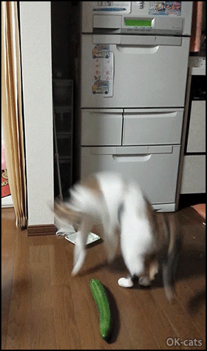 Art Cat GIF • Funny Cat doing the cucumber dance. "Let me seduce you, I'm vegan and I love you." Art Cat GIF • Funny Cat doing the cucumber dance. "Let me seduce you, I'm vegan and I love you."