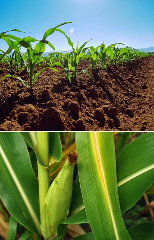 The Best Way To Grow Corn allgardenworld