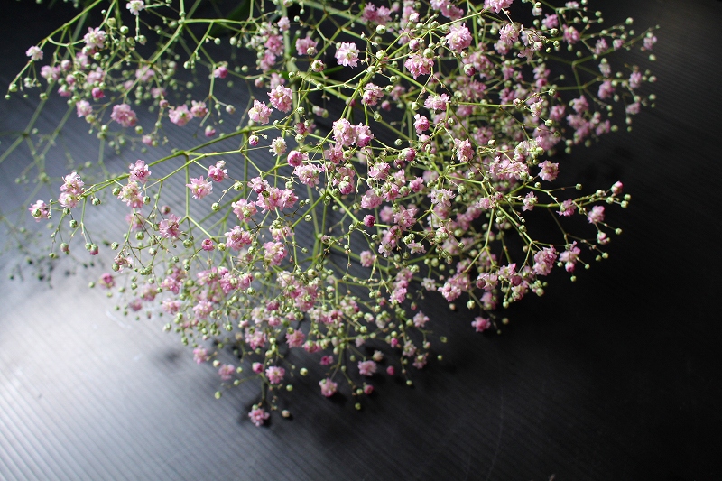 記憶の森を歩く Kanke S Web 6月4日 木 自然発色ピンクのかすみ草新品種の作型試験の年